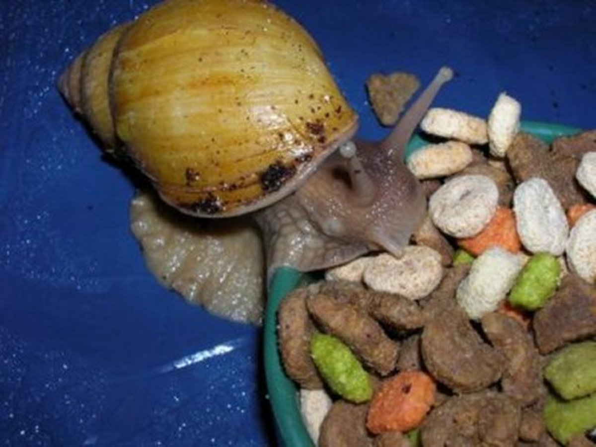 Giant African Land Snails Invade Florida! HubPages