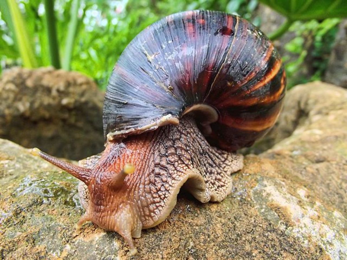 Giant African Land Snails Invade Florida! HubPages