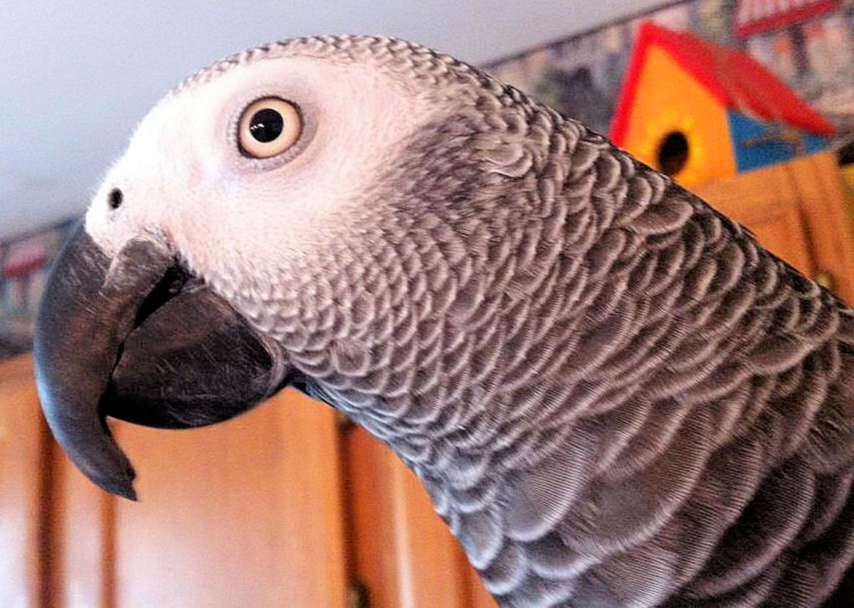 Parrots as Pets African Grey Parrot PetHelpful