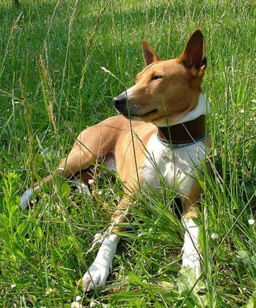 Five Best Dog Breeds From Africa PetHelpful