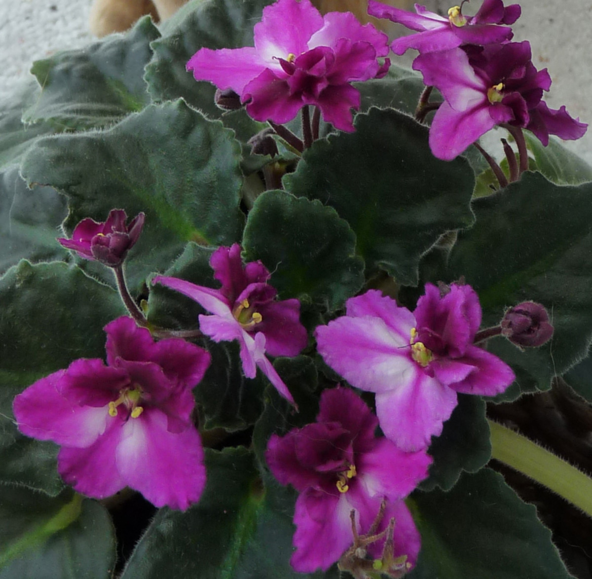 African Violets Safe For Cats at Albert Murray blog