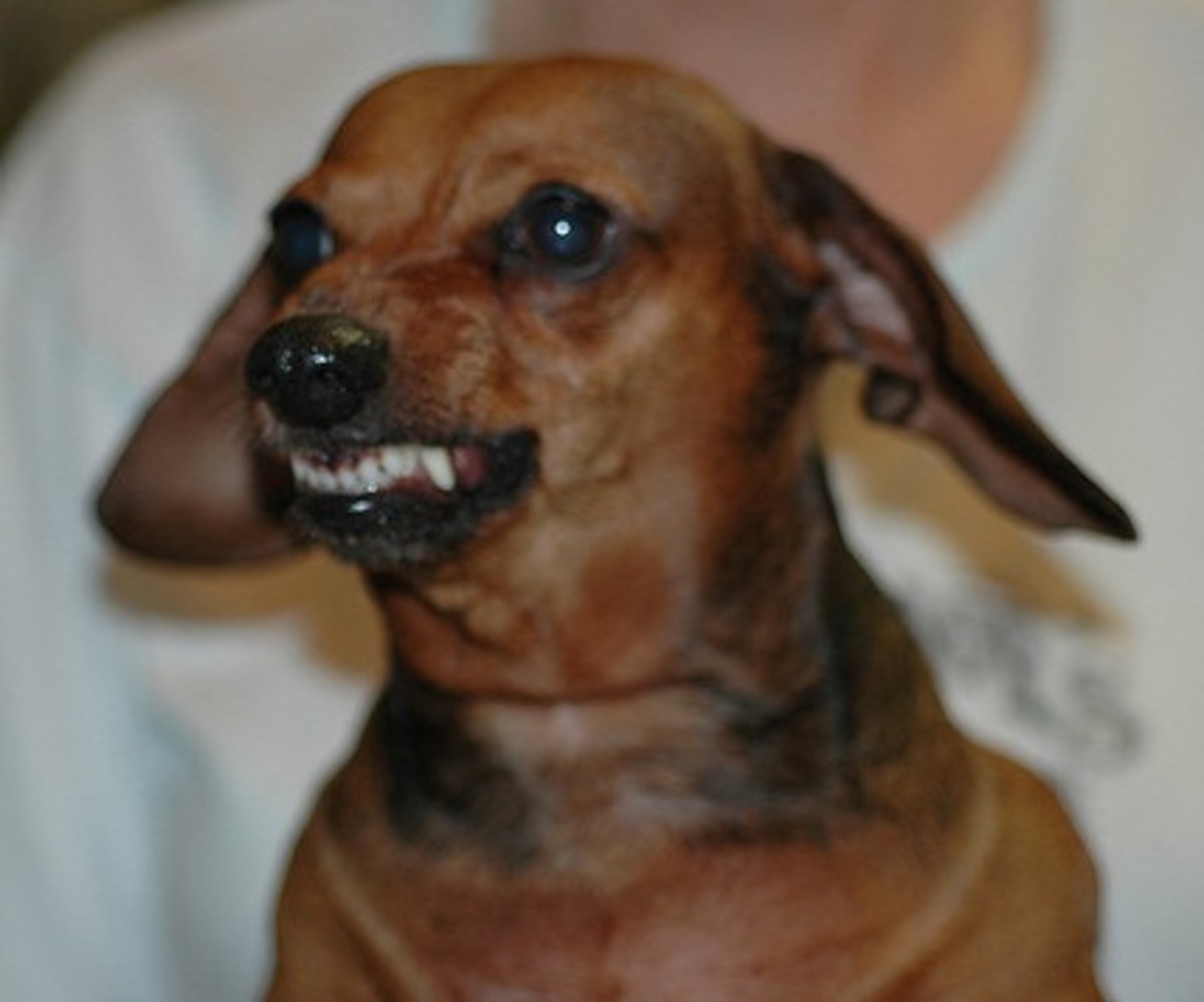 Five Dog Breeds That Bite But Are Almost Never Reported PetHelpful