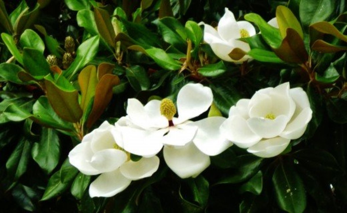 Southern Magnolia Tree Facts in Deep South Landscapes Dengarden