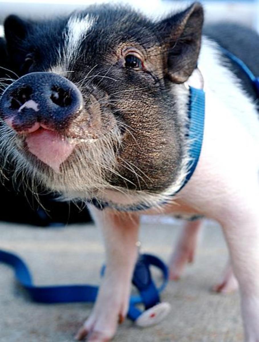 Animals That Are Illegal to Own in New York City PetHelpful