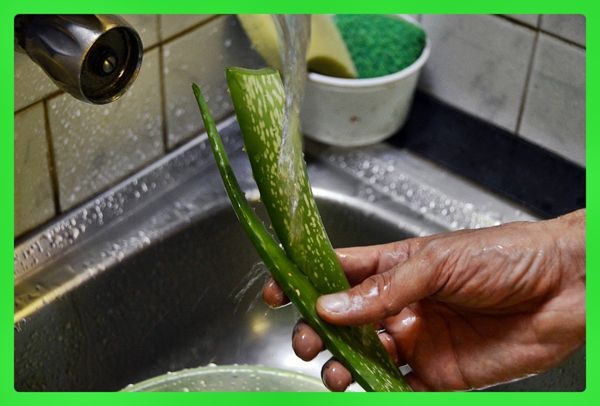 How to Make Pure Aloe Vera Gel at Home Bellatory
