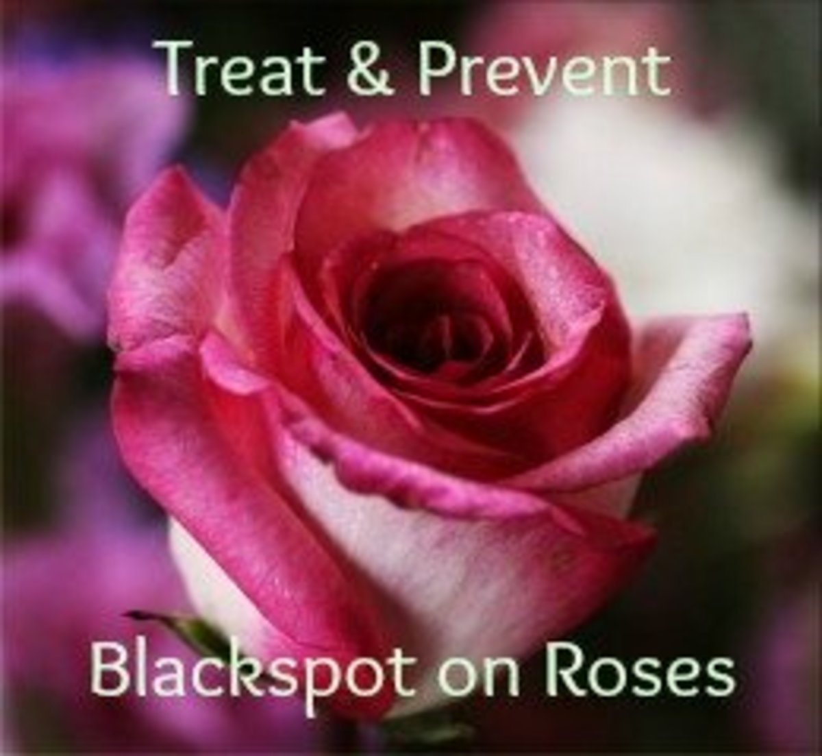 How to Treat and Prevent Black Spot Disease on Roses Dengarden