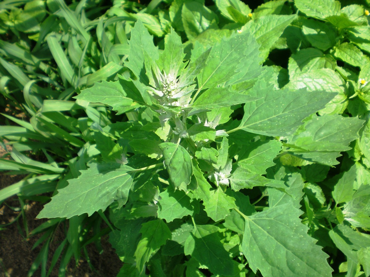 Bathua, Lambs Quarters Or Chenopodium album Nutrition And Health