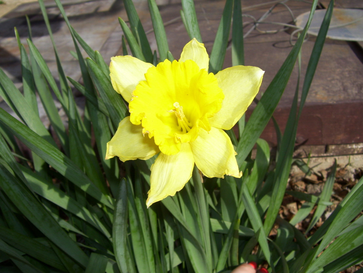 Safe Plants For Children's Gardens Uk at Terrell Berrios blog