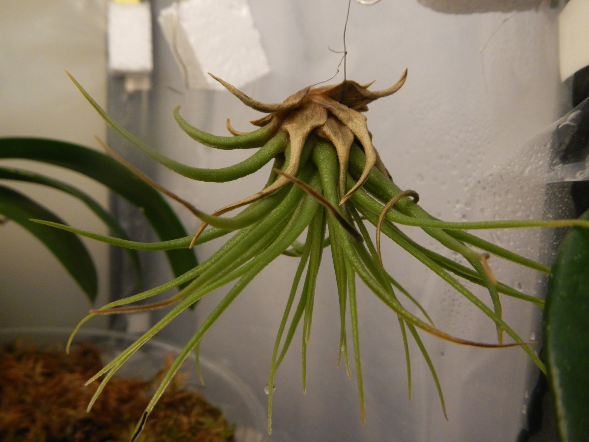 How to Grow a Tillandsia Air Plant HubPages