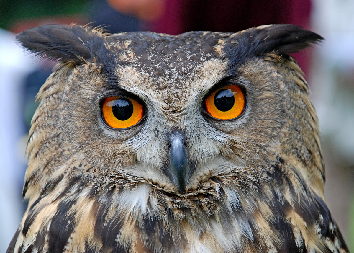 Eurasian Eagle Owls Information, Pictures and Conservation Owlcation