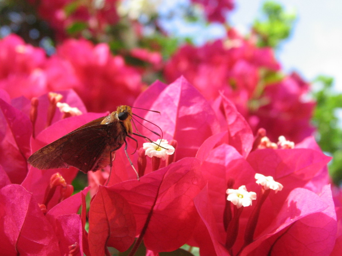 The Bold, Brash, and Beautiful Bougainvillea HubPages