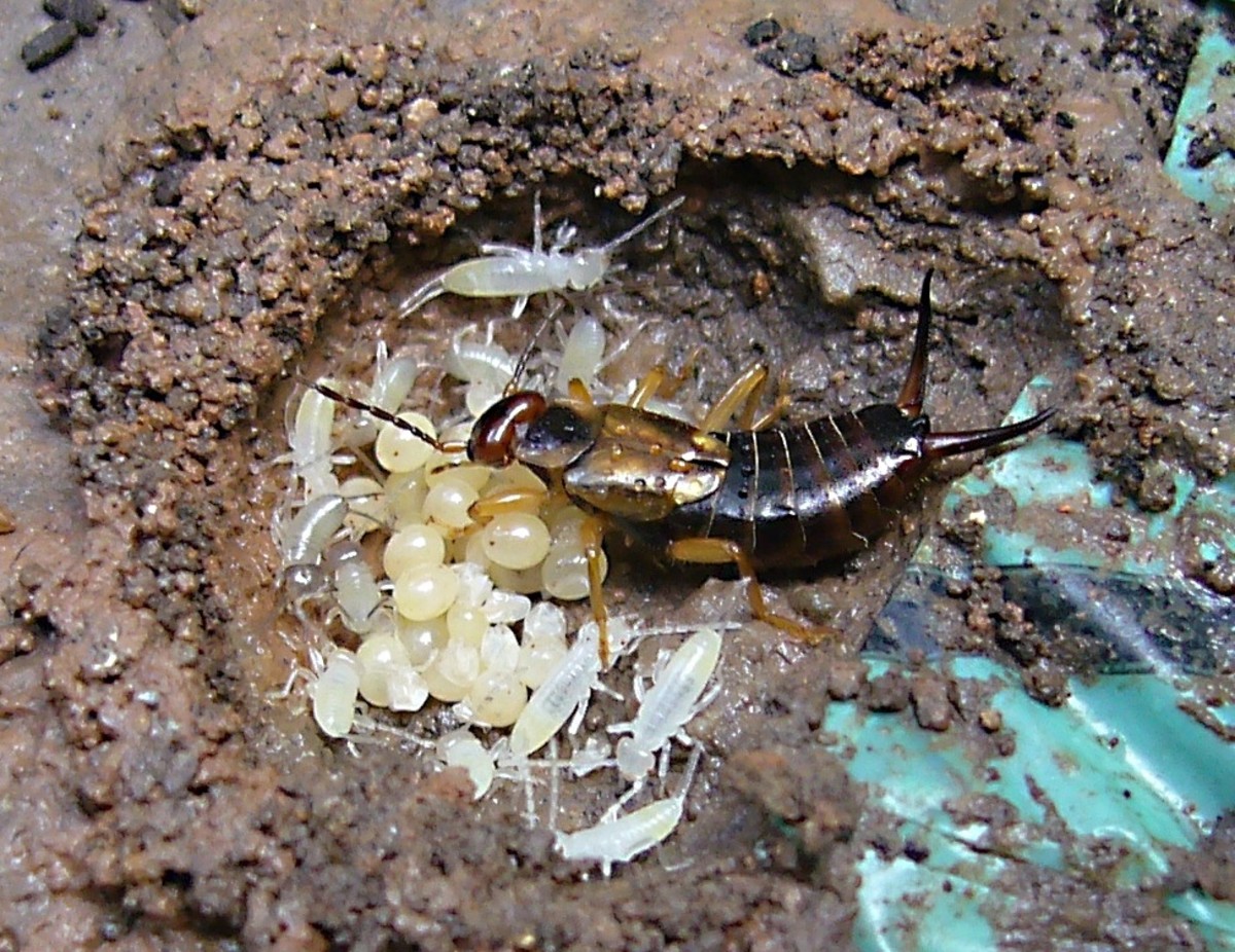 Earwigs Facts, Myths, and Natural Pest Control Owlcation