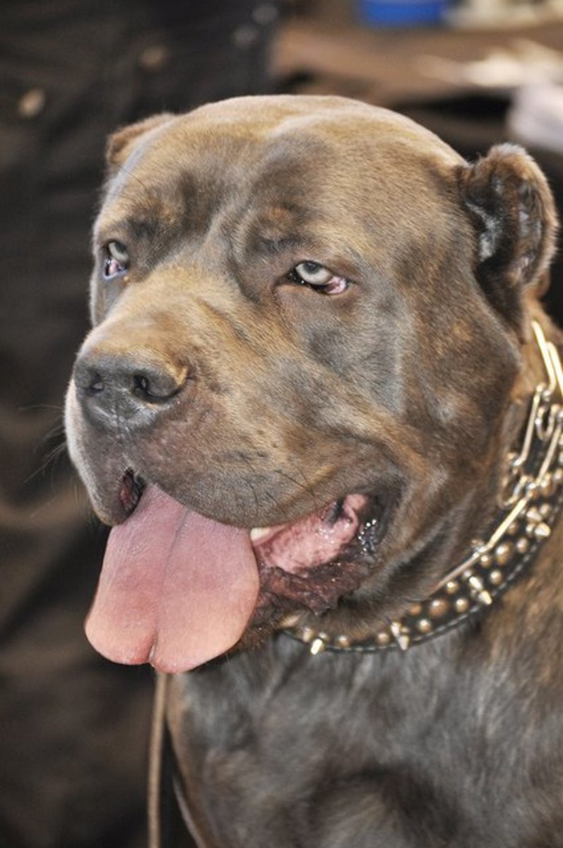 Five Large Dog Breeds That Look and Sound Like Guards