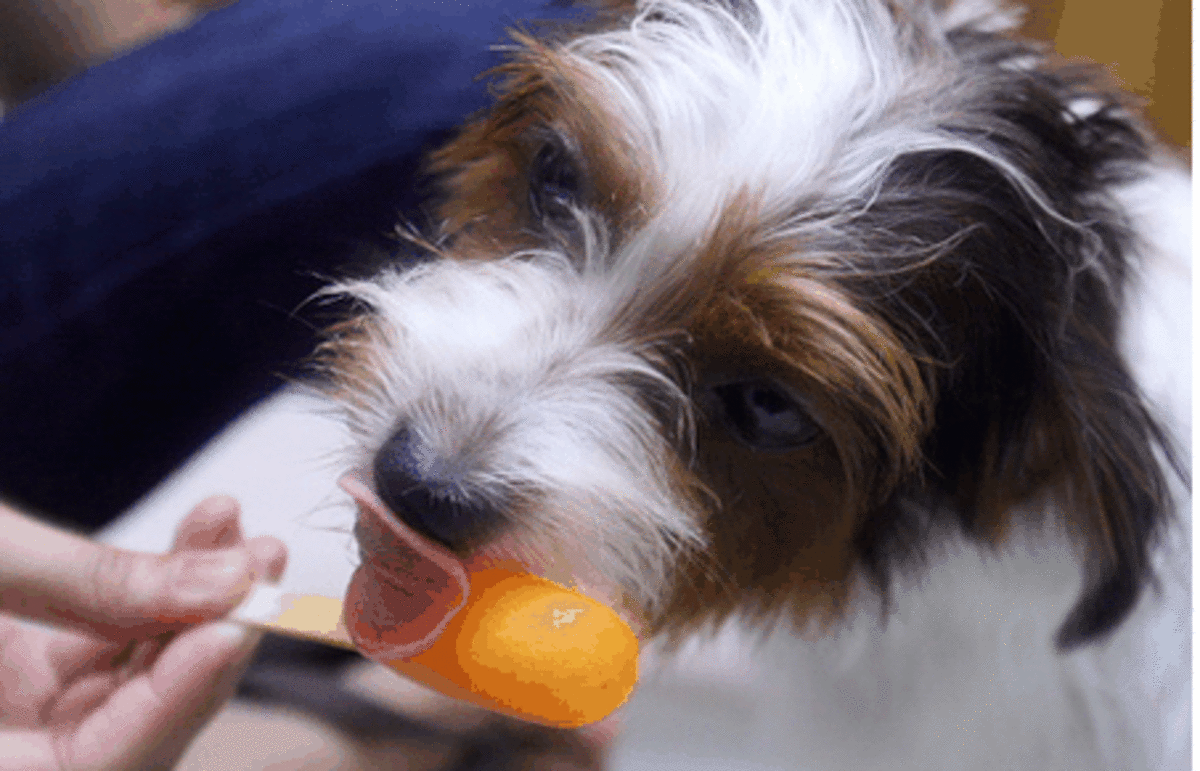 7 Puppy Ice Pop Recipes PetHelpful