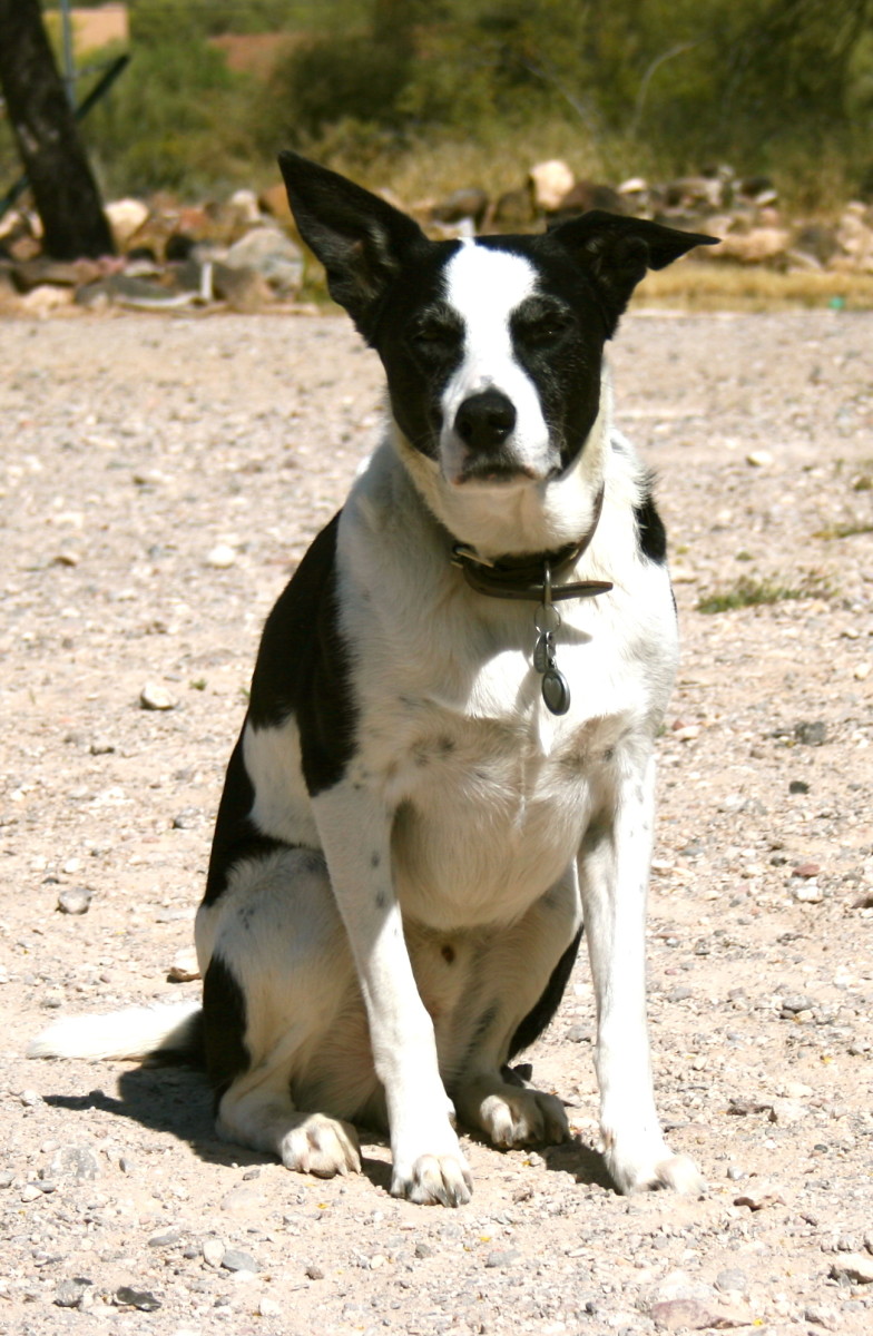 The Many Ears of Earl, My McNab Dog PetHelpful