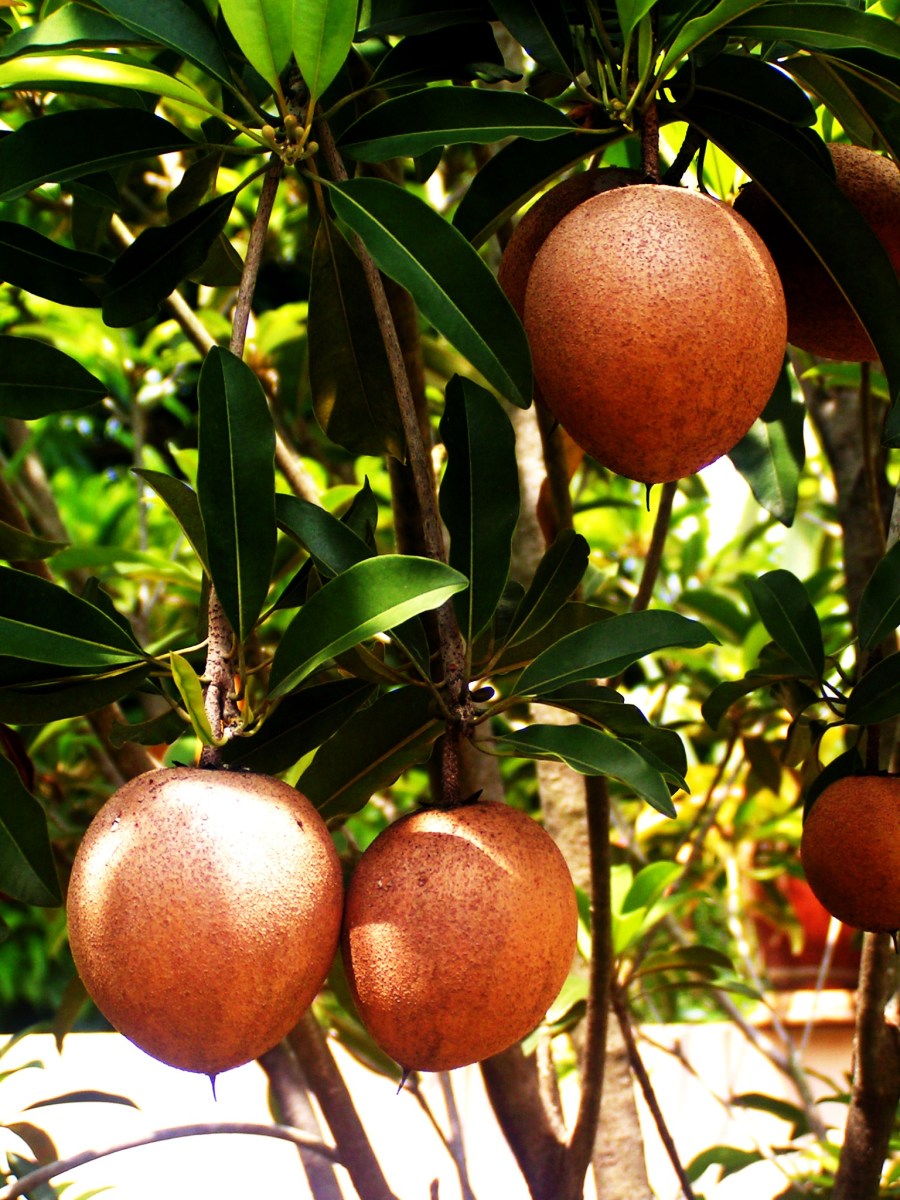 Health Benefits Of Chiku (Sapota) HubPages