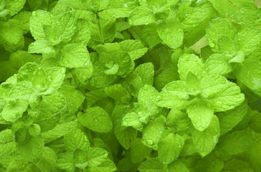 BEST 8 PERENNIAL HERBS EVERYONE SHOULD GROW