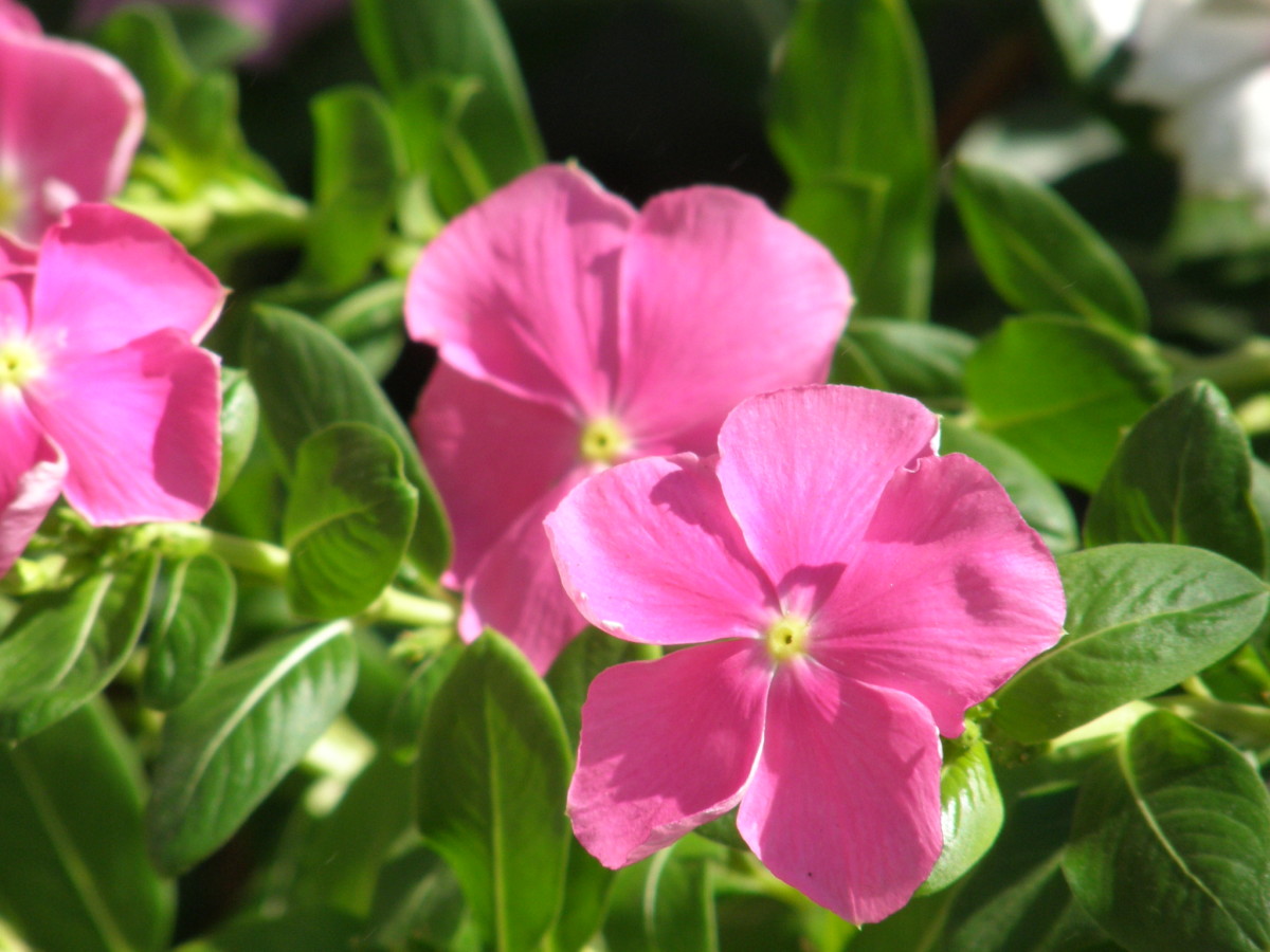 Health Benefits of Sadabahar, Periwinkle, or Vinca Rosea CalorieBee