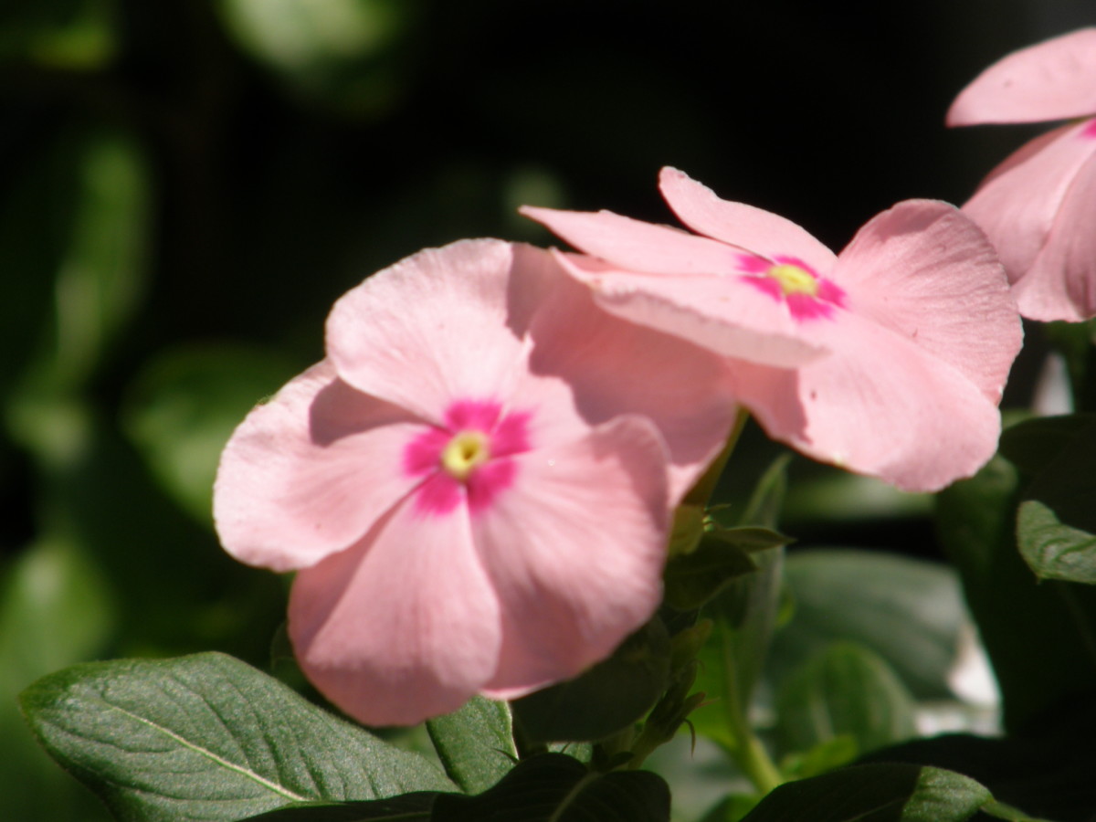 Vincamine Sadabahar Vinca Rosea Periwinkle Benefits Health Plant Source Uses bandaosheji