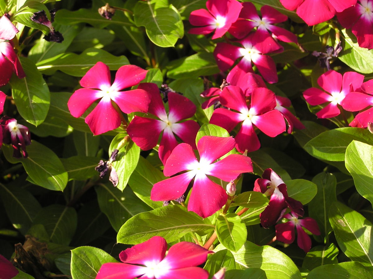 Health Benefits of Sadabahar, Periwinkle, or Vinca Rosea CalorieBee