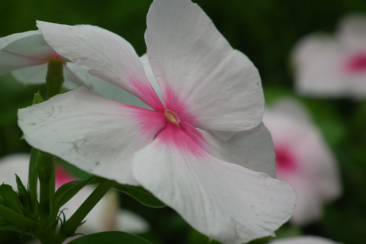 Health Benefits of Sadabahar, Periwinkle, or Vinca Rosea CalorieBee