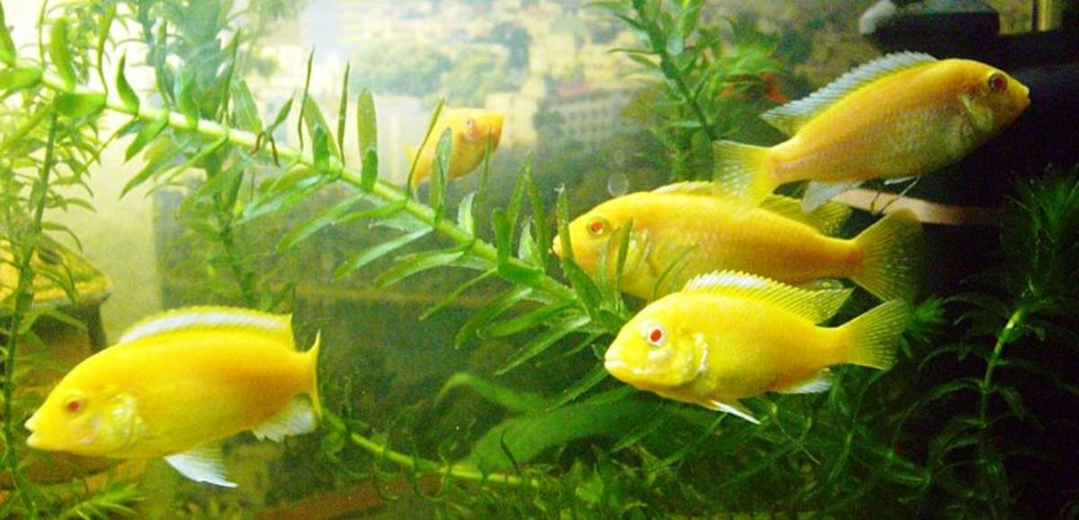 10 Spectacular Yellow Coloured Fish—A Visual Feast Owlcation