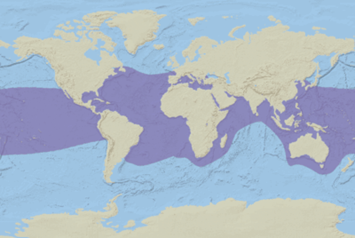 Hawksbill Turtle A Critically Endangered Species HubPages