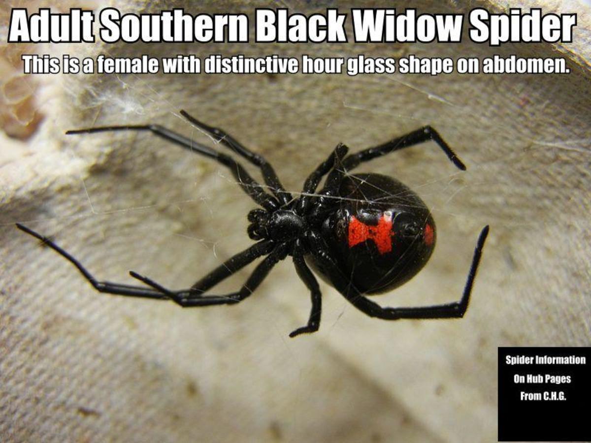 Poisonous Spiders of South Carolina Dengarden