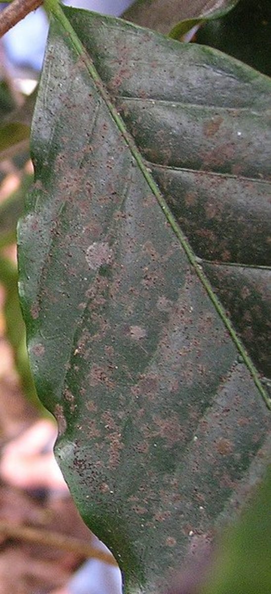 What is the Black Soot on My Plant's Leaves? Dengarden