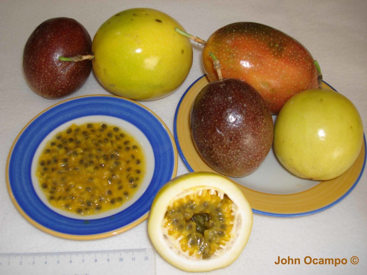 The Nutritional And Health Benefits of Passion Fruit HubPages