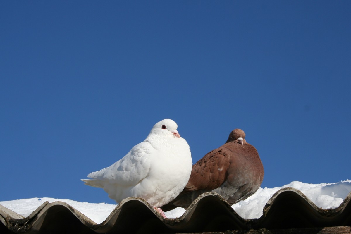 Keeping a Dove Bird as a Pet Bird HubPages