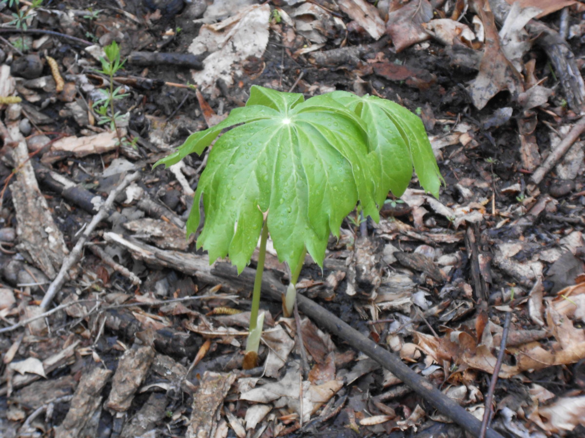 Hunting Morel Mushrooms HubPages