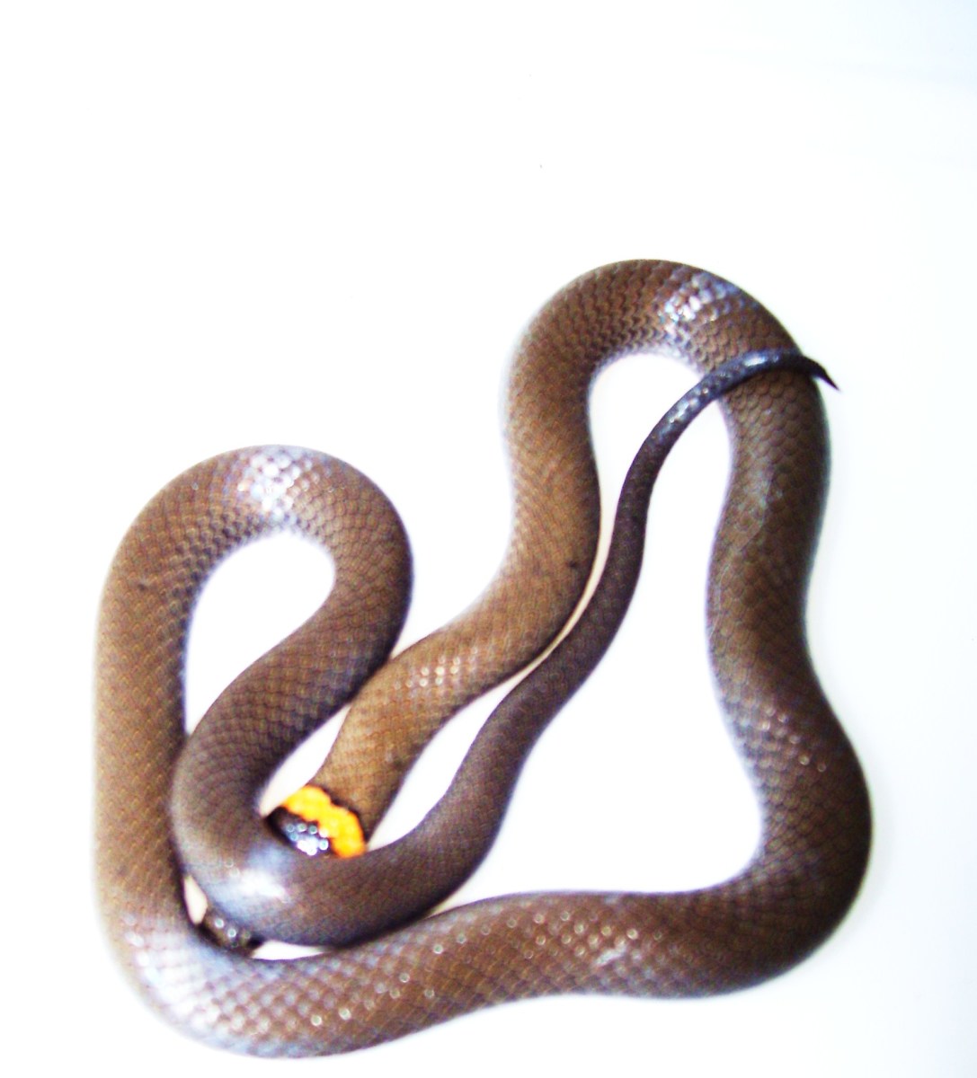 Southern Ringneck Snake A Little Oklahoma Reptile HubPages