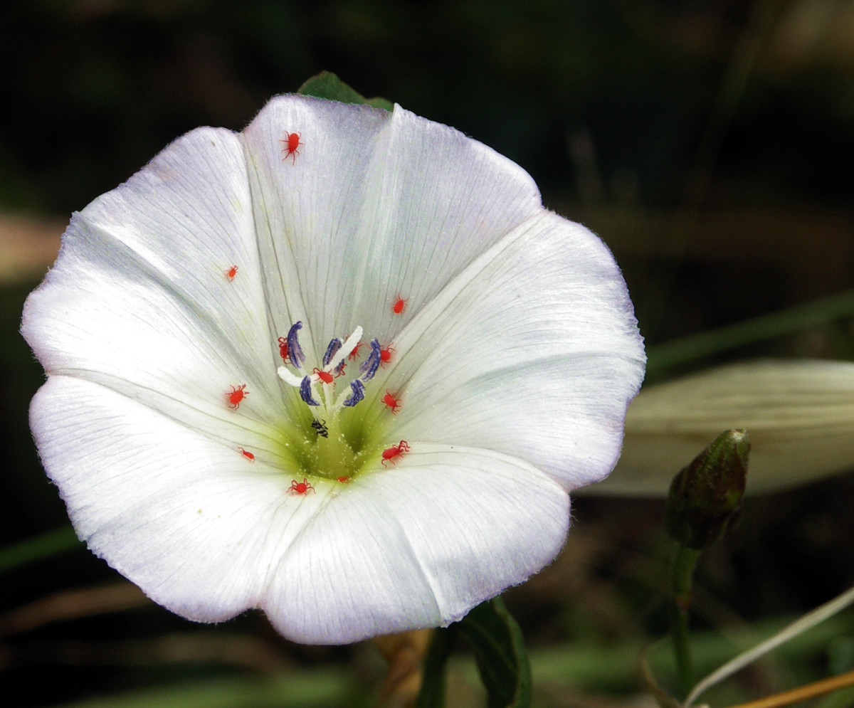 What Are Mites? The Red Velvet Mite (Trombidiidae) Owlcation