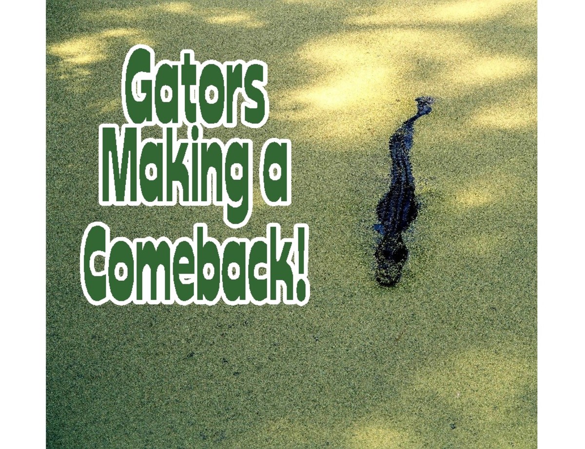 Alligators in North Carolina hubpages