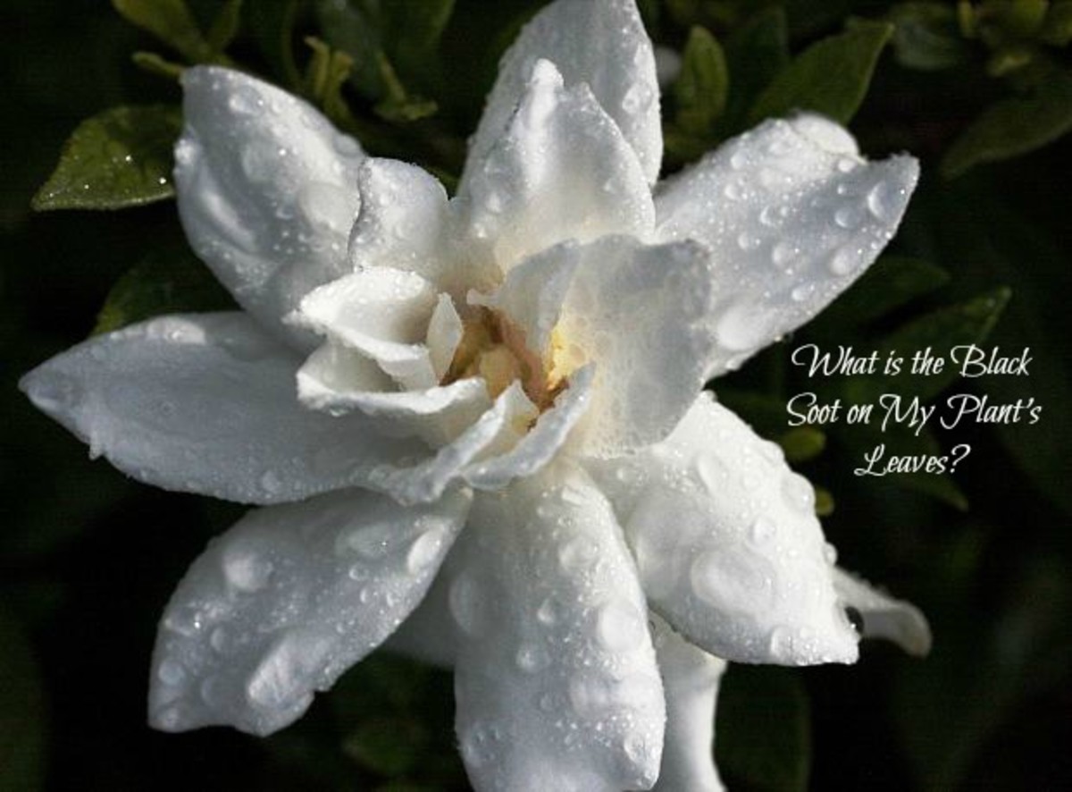 What Is the Black Soot on My Plant's Leaves? Dengarden