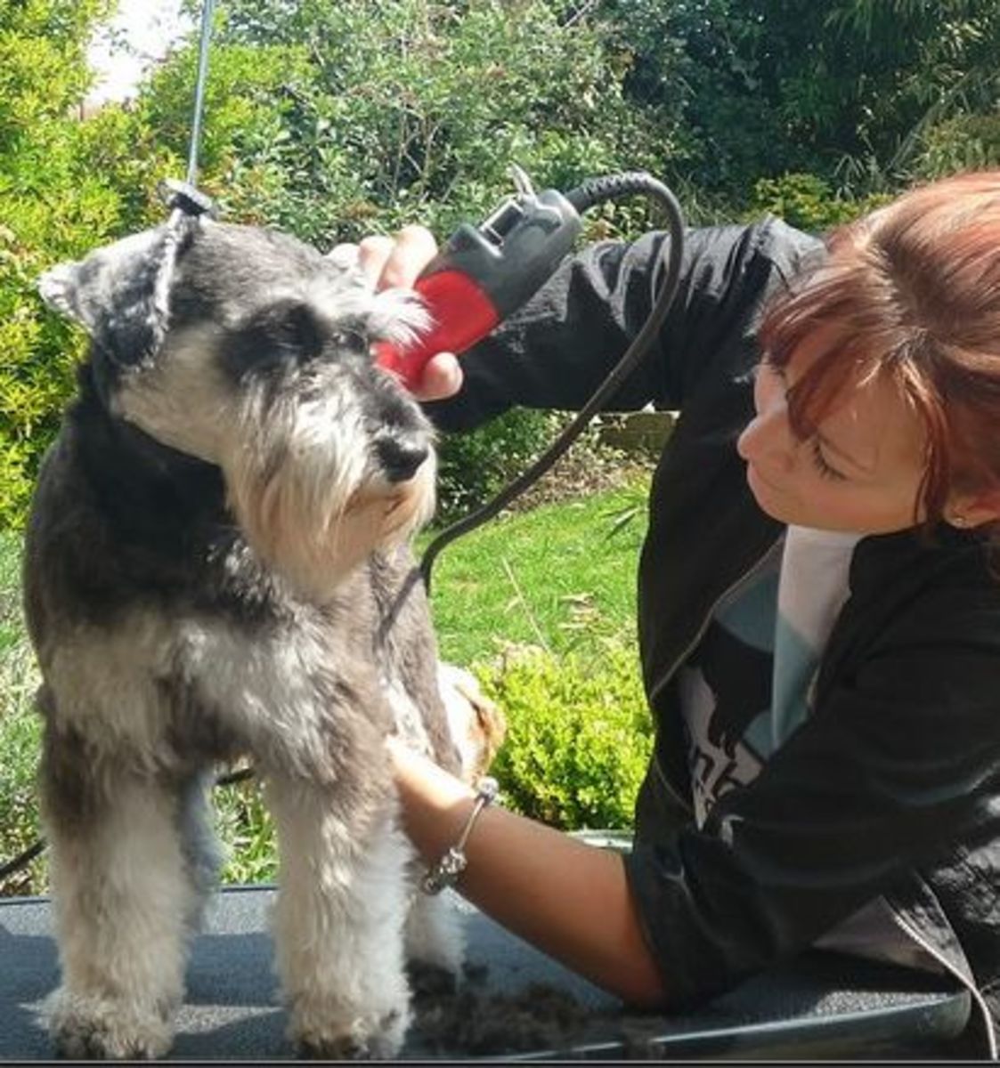 5 Small Dog Breeds That Don't Shed Much PetHelpful