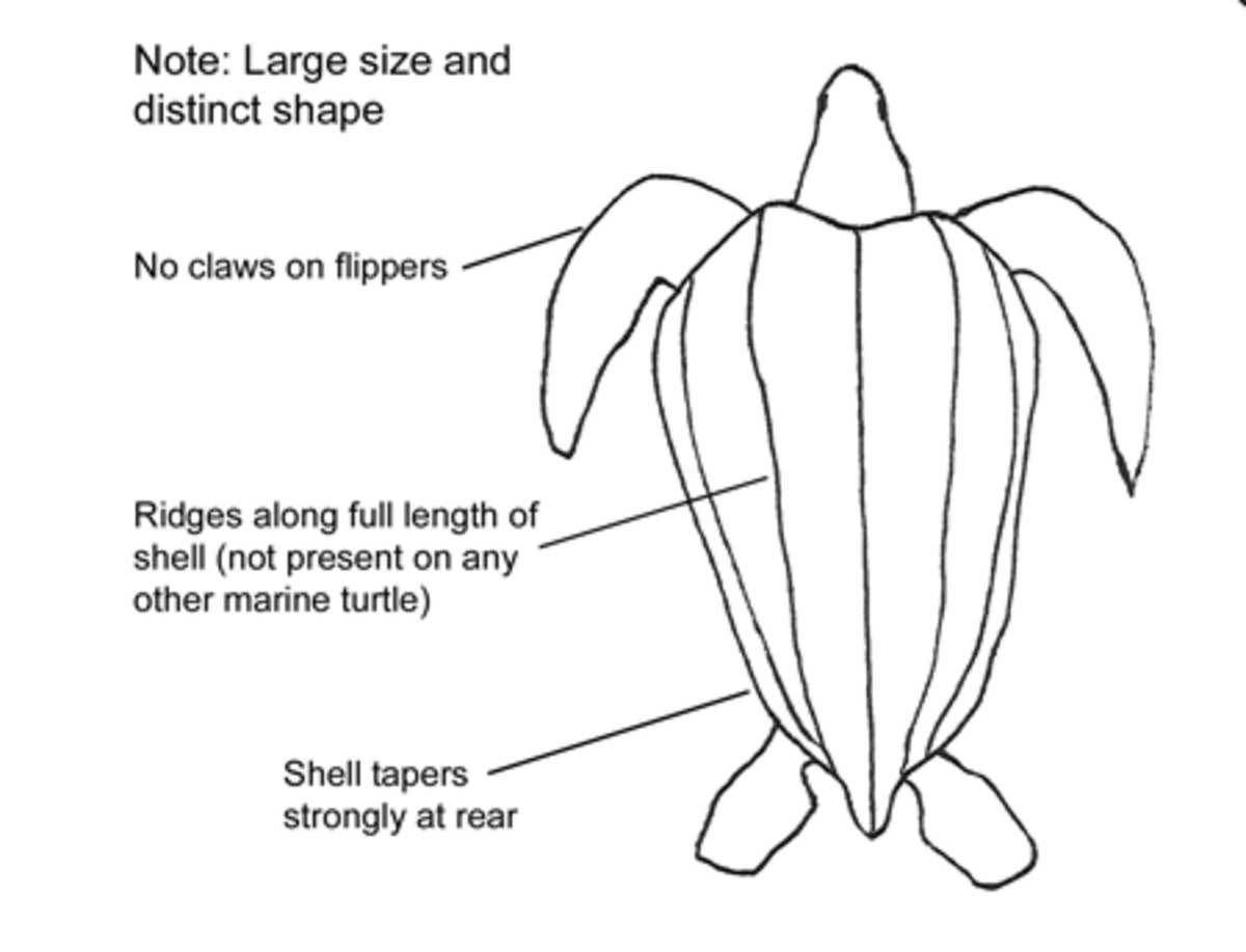 Leatherback Sea Turtle A Critically Endangered Species hubpages