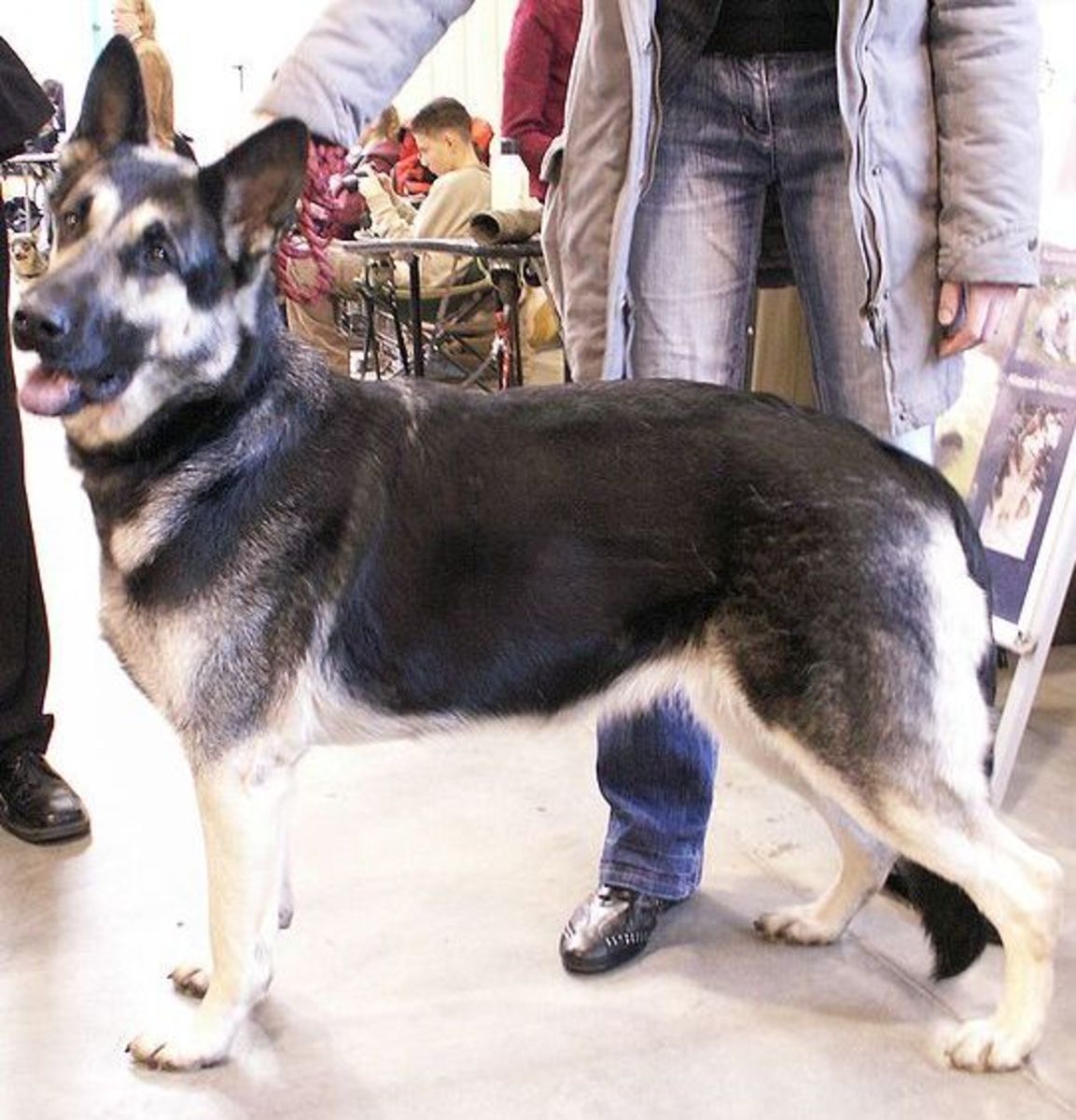 Five Unusual Dog Breeds From Russia PetHelpful