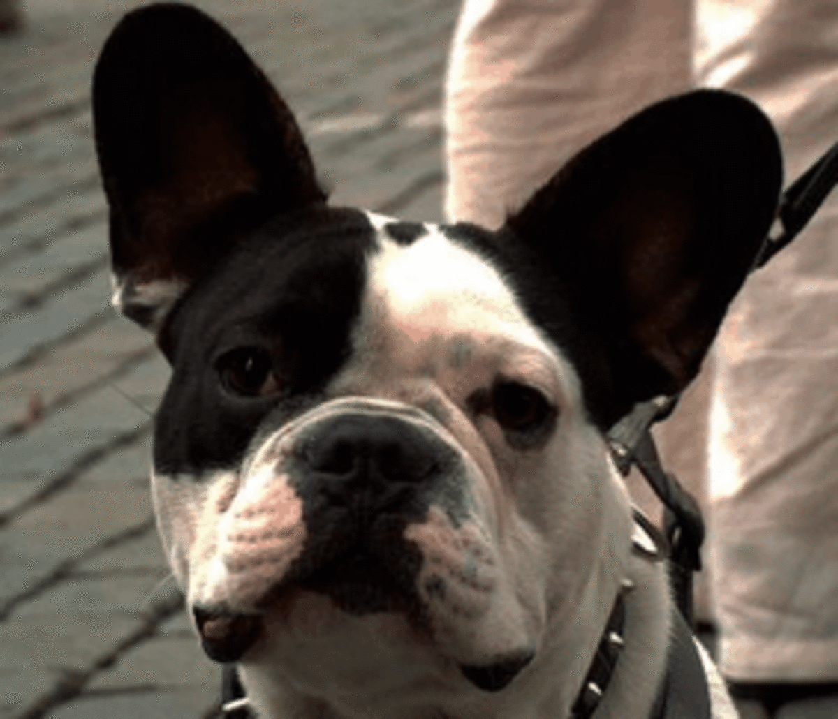 Why are My Dog's Ears not Standing Up? PetHelpful