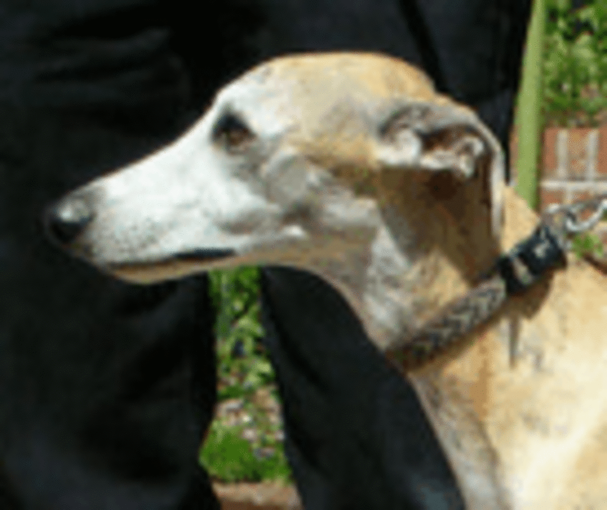 How Dogs Communicate with Their Ears HubPages