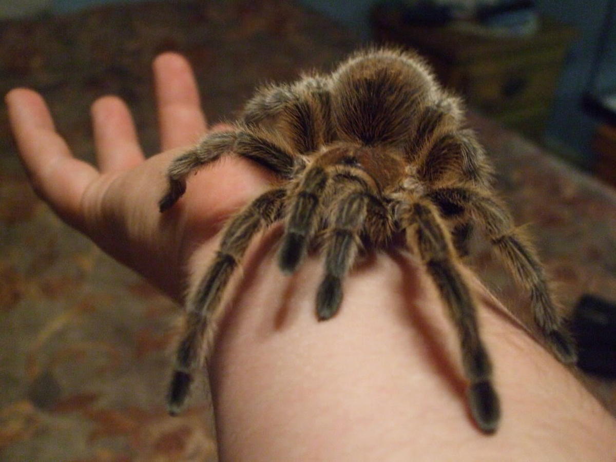 Top 10 Myths About Spiders HubPages