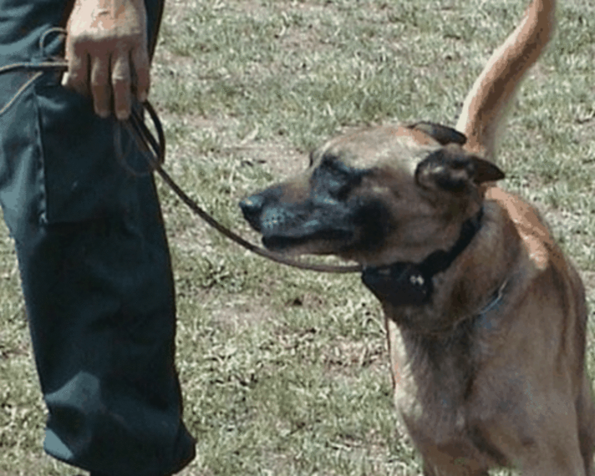 How Dogs Communicate with Their Ears HubPages