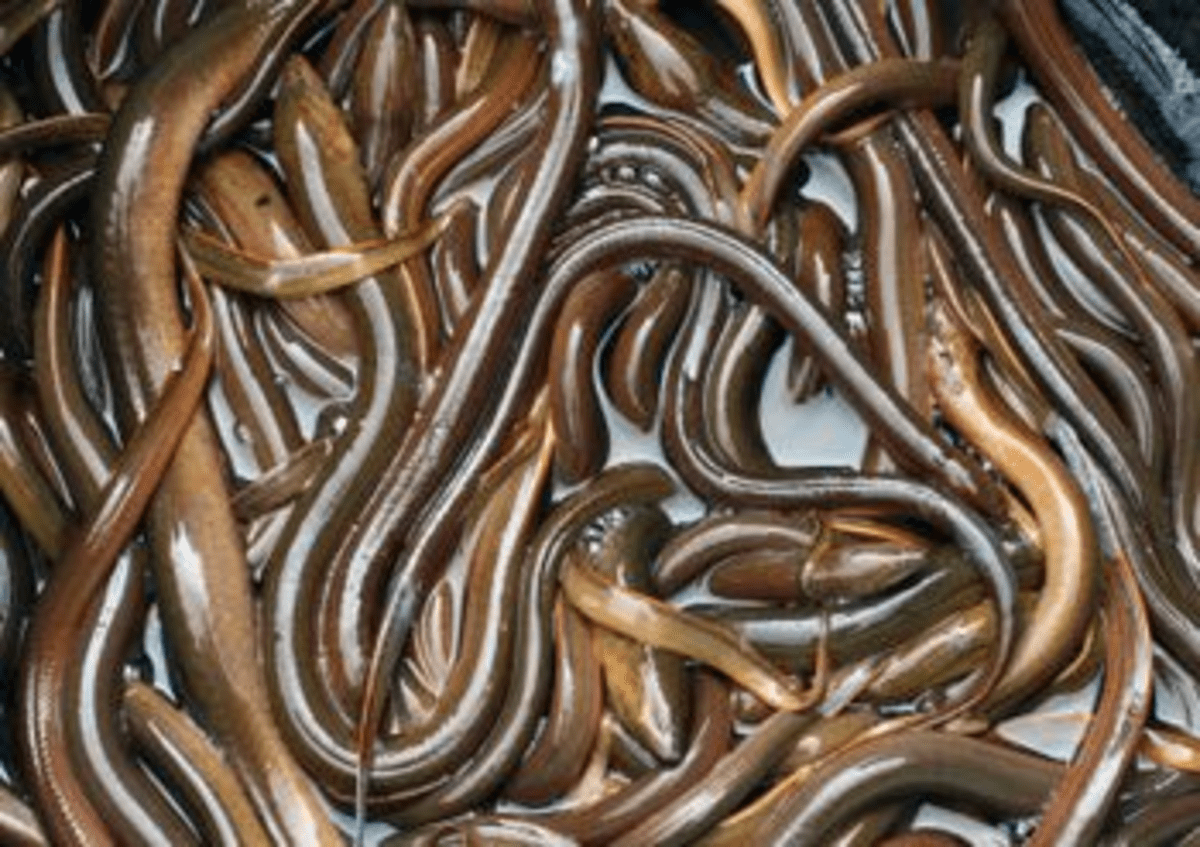 London favourite Jellied Eels and other methods of cooking these silver