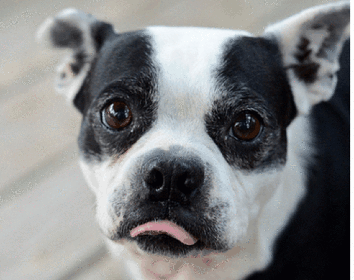 Understanding How Dogs Feel Pain PetHelpful