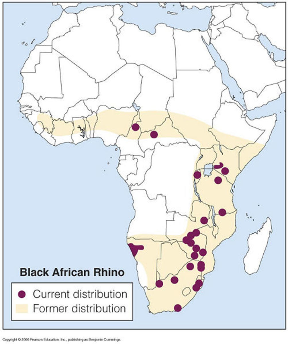 Black Rhinoceros A Critically Endangered Species hubpages