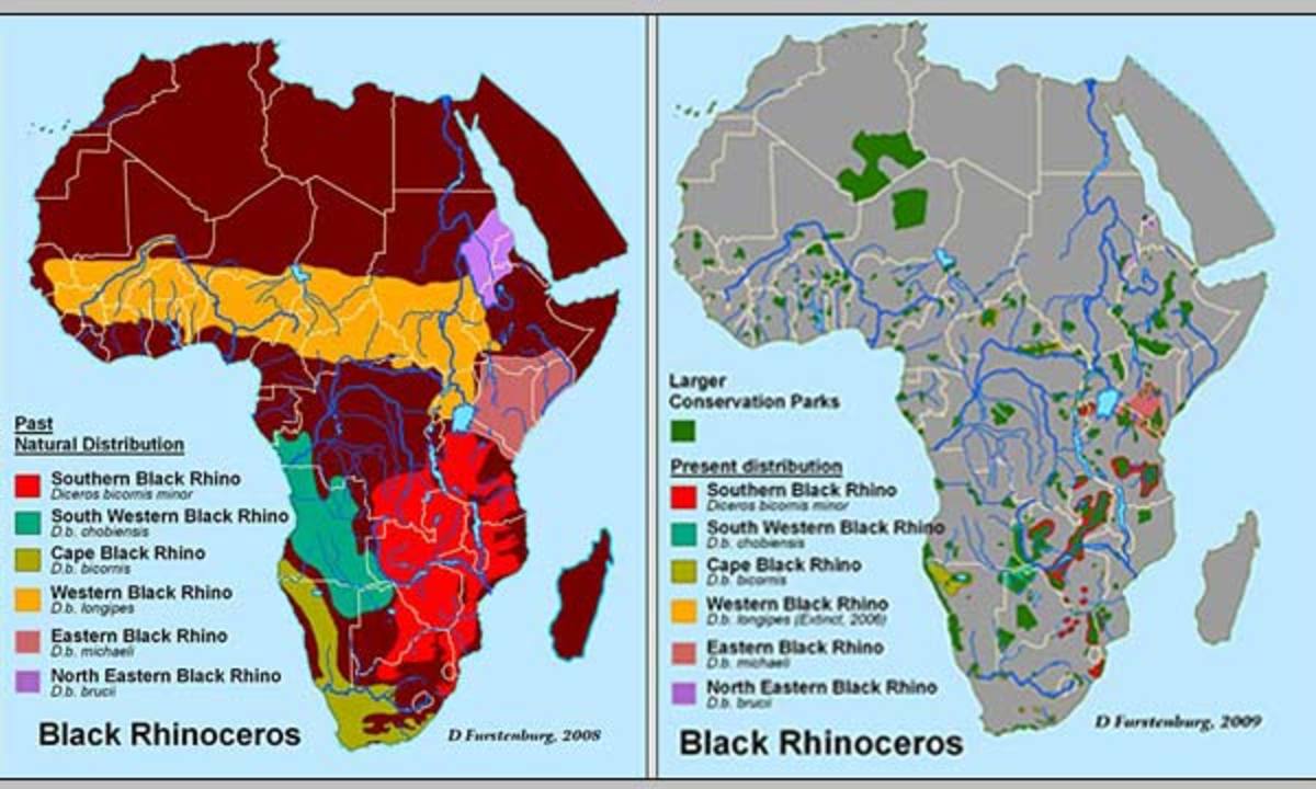 The State Of The Rhino 2021 Faunalytics