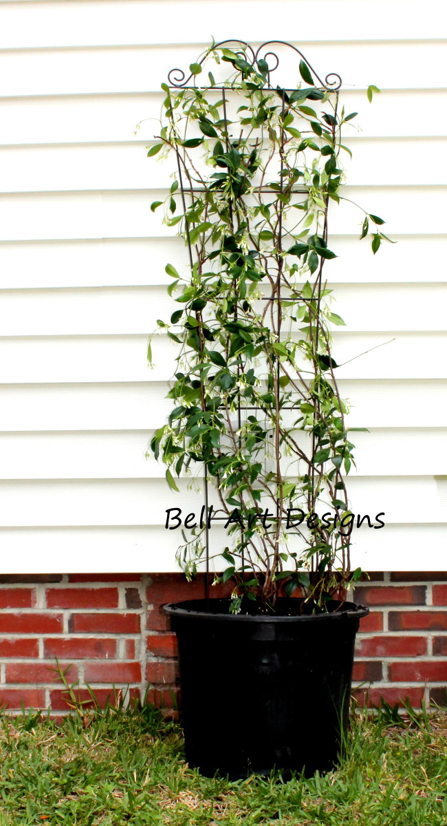 StepbyStep Instructions for Growing Confederate Jasmine in a
