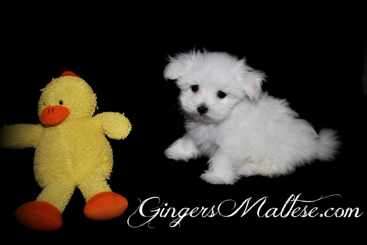 How to Deliver a Litter of Puppies HubPages