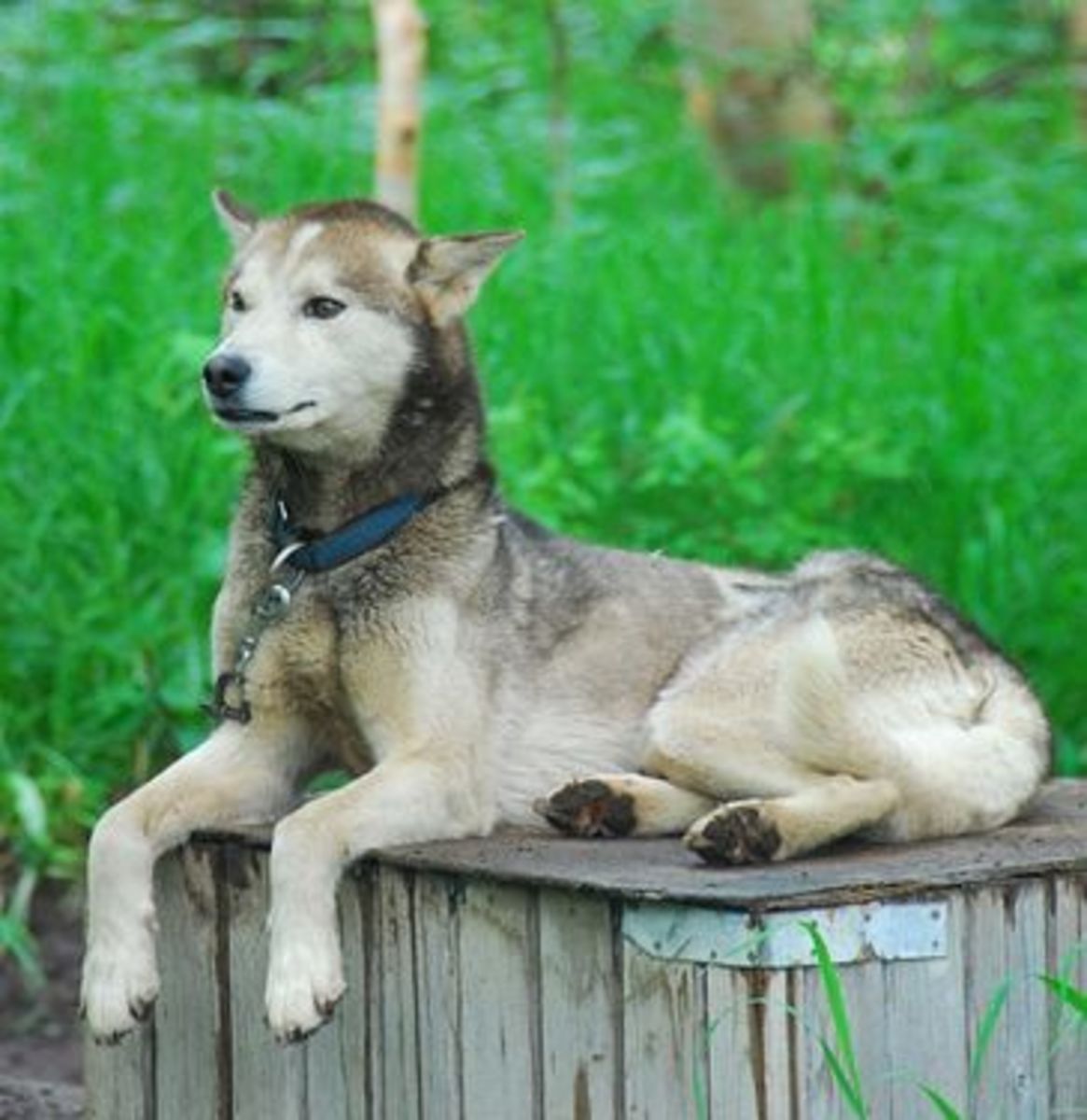 The Seven Best Dogs That Look Like Wolves PetHelpful